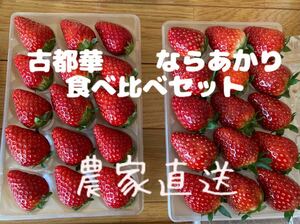 食べ比べセット　古都華　ならあかり　イチゴ プレミアム 鮮度 いちご 苺 奈良県　農家直送　橋本農園　全国いちご選手権　ことか　コトカ