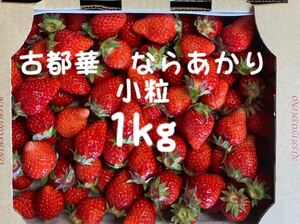 ② 1kg 古都華　ならあかり　イチゴ プレミアム 鮮度 いちご 苺 奈良県　農家直送　古都華　加工用　ジャム用　訳あり　全国いちご選手権　