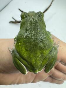 kibosimadala Schlegel's green tree frog female 