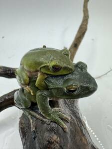  Schlegel's green tree frog 1 pair ⑤