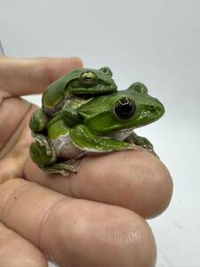  Eclipse I? Schlegel's green tree frog 1 pair ⑦