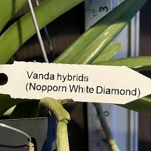洋蘭 Vanda Nopporn White Diamond SOH-150 の画像2