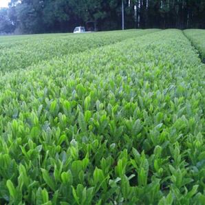 あさぎり翠100g＋あさぎり紅茶70g＋あさぎりほうじ茶90g 茶農家直売 無農薬・無化学肥料栽培 シングルオリジンの画像10