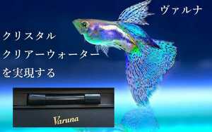 グッピーの飼育者絶賛【ヴァルナ8センチ】有害物質を強力抑制！病原菌や感染症を防ぎ透明度が抜群に！水槽に入れるだけ！水替え不要に！