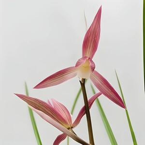 中国蘭　春剣蘭 「紅燕」 3本立ち 葉長42cm 花付き （日本春蘭、寒蘭、中国春蘭）