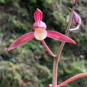 中国春蘭 墨蘭（報歳蘭） [江山美人] 葉長約65cm 1本立　新芽付き　花芽付き　[日本春蘭、寒蘭、東洋蘭、山野草]