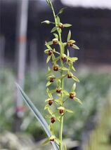 中国蘭 墨蘭（報歳蘭） 「紅蝉」 前木1本立ち 花芽付き 葉長約63cm （日本春蘭、寒蘭、中国春蘭）_画像1