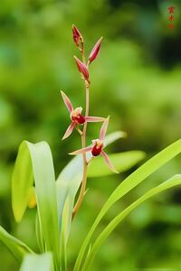 中国蘭 墨蘭（報歳蘭） 「雲水紅」 成木2本立ち 葉長約38cm （日本春蘭、寒蘭、中国春蘭）