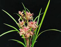 春蘭 中国四川省 春剣蘭 ［春暖花開] 成木2本立 新芽付き 花付き 葉長68cm (中国春蘭、日本春蘭、蓮弁蘭)_画像1