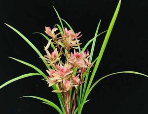 春蘭 中国四川省 春剣蘭 「春暖花開」 成木1本立 花付き(萎れた) 葉長54cm (中国春蘭、日本春蘭、寒蘭、蓮弁蘭)