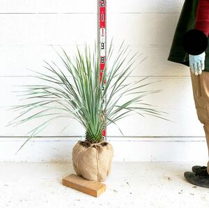ユッカロストラータ　約:80cm【Yucca rostrata /ヤシの木/観葉植物/耐寒性/南国/ドライガーデン/ユッカ/ロックガーデン 】244381