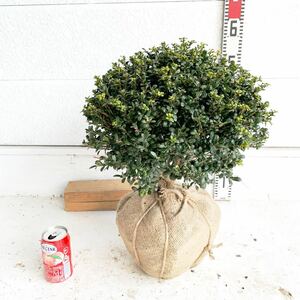 mametsuge approximately 40cm root volume [ legume yellow ./ topiary / sphere Buxus microphylla / Buxus microphylla / sphere tailoring / plant / garden tree / raw ./. root / eyes ..]606017