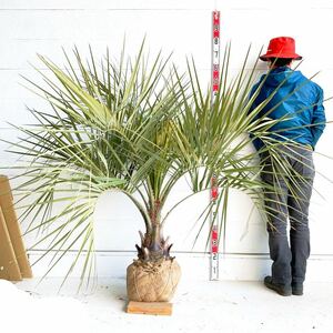 幹太　ココスヤシ 約:140cm 【Butia capitata/シルバーヤシ/シルバーリーフ/ヤシの木/庭木/シンボルツリー/ドラセナ】244412