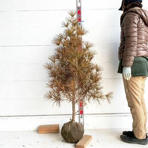  koyamaki approximately :120cm[ Kouya ./ Honma ki/ evergreen needle leaved tree / gardening plant / pot ]140010