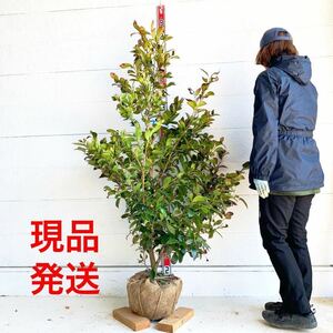 売り尽くし　榊　サカキ　約160cm 【苗木/植木/庭木/生垣/生け垣/神棚/シンボルツリー/常緑樹/ホンサカキ/本榊】201073