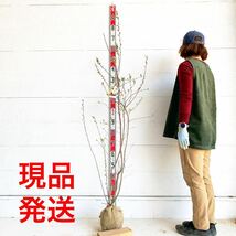 売り尽くし価格　利休梅　約180cm【根巻/リキュウバイ/梅/落葉低木/ギフト/贈り物/シンボルツリー】811010_画像1