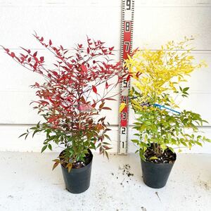 赤南天　白南天　２本セット（縁起物/紅白/植木/シンボルツリー/苗木/常用樹/庭木/白い実）218354