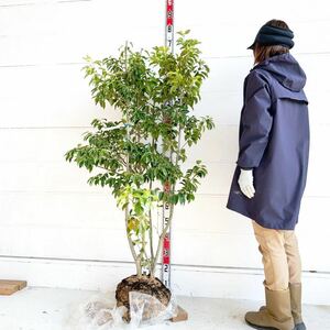  падуб примерно 150cm [ АО ../ символ tree / вечнозеленое дерево /kobano тон Rico / голубой tago/ ясень шерстистый ]244047