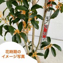 良い香り　金木犀 約:150cm 【根巻き キンモクセイ 秋の満開 シンボルツリー 生垣】119587_画像4