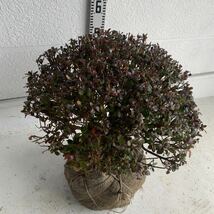 久留米ツツジ　筑紫紅　約:50cm【玉造/庭木/植木/花木/単木/チクシベニ/苗木/クルメツツジ】772042_画像7