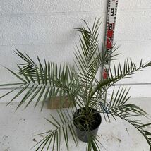 カナリーヤシ 約:70cm【フェニックス/ヤシの木/観葉植物/耐寒性/南国/ドライガーデン/ロックガーデン】244420_画像5