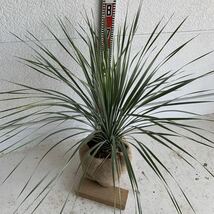 ユッカロストラータ　約:80cm【Yucca rostrata /ヤシの木/観葉植物/耐寒性/南国/ドライガーデン/ユッカ/ロックガーデン 】244381_画像6