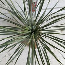 ユッカロストラータ　約:80cm【Yucca rostrata /ヤシの木/観葉植物/耐寒性/南国/ドライガーデン/ユッカ/ロックガーデン 】244381_画像5
