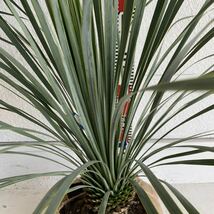 ユッカロストラータ　約:80cm【Yucca rostrata /ヤシの木/観葉植物/耐寒性/南国/ドライガーデン/ユッカ/ロックガーデン 】244381_画像3