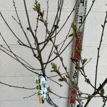 売り尽くし価格　利休梅　約150cm【根巻/リキュウバイ/梅/落葉低木/ギフト/贈り物/シンボルツリー】811011_画像7