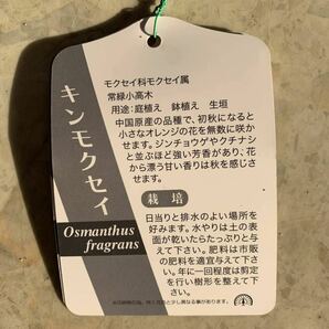 良い香り 金木犀 約:150cm 【根巻き キンモクセイ 秋の満開 シンボルツリー 生垣】119587の画像3