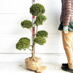  gold metsuge... approximately 110cm root volume [ topiary / sphere Buxus microphylla / Buxus microphylla / sapling / plant / garden tree / raw ./. root / eyes ..]119442