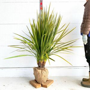 特価　ドラセナ 株立ち　約:130cm 【単木 庭木 シンボルツリー 植木 ヤシの木 ココスヤシ ガーデニング ニオイシュロラン】248434