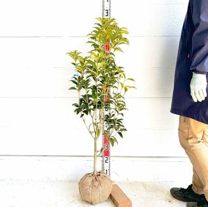 紅花キンモクセイ フレグランスレッド 約:110cm 【シンボルツリー 生垣 目隠し 庭木 常緑樹】119584