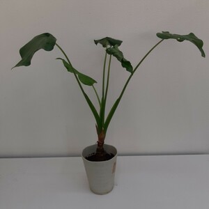  Alocasia odora ① pot from the bottom approximately 65cm