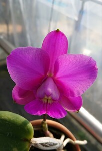 C.walkeriana sib 2株