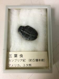 化石発掘セット 三葉虫