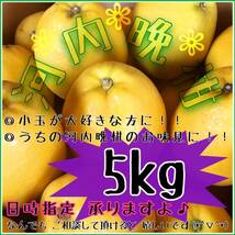 【四国 九州 本州のお客様用】ご試食 お・た・め・し小箱《河内晩柑 /えひめ産》【小玉☆訳あり】_画像1