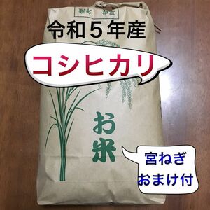 令和5年産 コシヒカリ5kg 宮ねぎオマケ付き