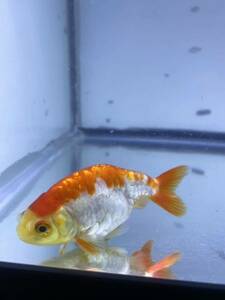  Dragon scale golgfish ..8cm rom and rear (before and after) rearing size 