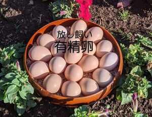 .. chicken. have . egg 20+2 piece ( crack compensation ) postage included ①