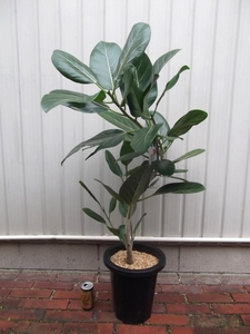 現物出品【フィカス・ベンガレンシス 曲がり幹＊Ficus benghalensis】８号