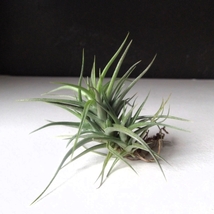 『チランジア・アエラントス＊Tillandsia aeranthos＊エアプランツ』Ｓ　写真同等品　複数あり_画像3