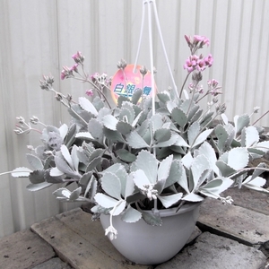 『カランコエ・プミラ 吊り＊Kalanchoe pumila＊白銀の舞』６号　写真同等品