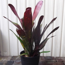 現物出品【ビルベルギア・ビードルマン＊Billbergia Beadleman】５号_画像2