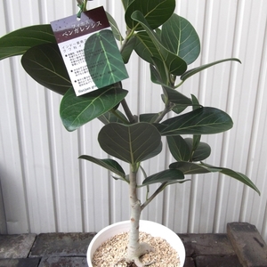 現物出品【フィカス・ベンガレンシス・オードリー＊Ficus benghalensis Audrey】７号　