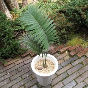 現物出品【ディオーン・スピヌロスム＊Dioon spinulosum】７号　