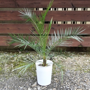 現物出品【カナリーヤシ＊Phoenix canariensis】７号　