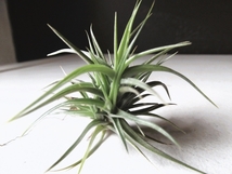 『チランジア・アエラントス＊Tillandsia aeranthos＊エアプランツ』Ｓ　写真同等品　複数あり_画像2