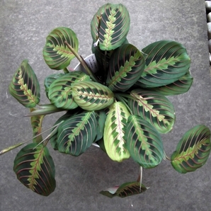 現物出品【マランタ・レウコネウラ・エリトロネウラ＊Maranta leuconeura var. erythroneura】６号 の画像4