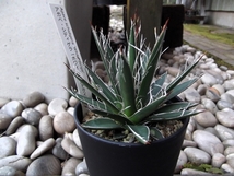 現物出品【アガベ・シジゲラ・ホワイトストライプ＊Agave filifera subsp. schidigera white stripe】3.5号　_画像5